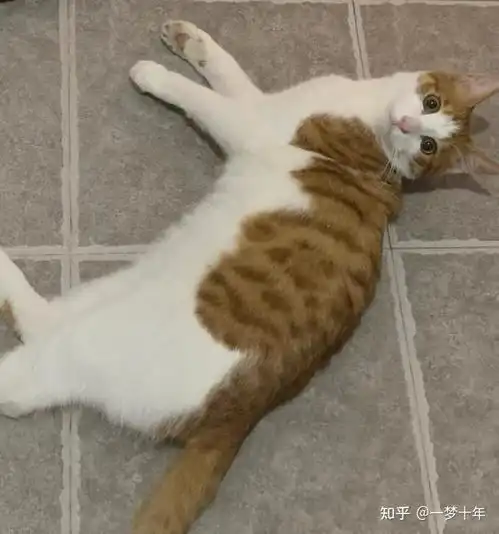 有哪些适合学生党养猫的平价好猫粮