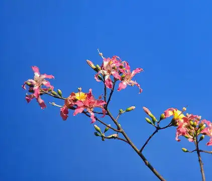 巴西木图片素材下载植物花草素材下的盆景盆栽图片素材
