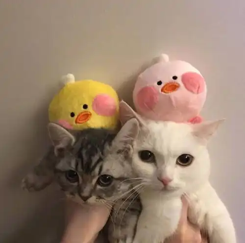 有什么好的萌宠头像推荐一下主要猫猫狗狗的
