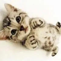 抱着猫狗的女生头像微信头像图片大全
