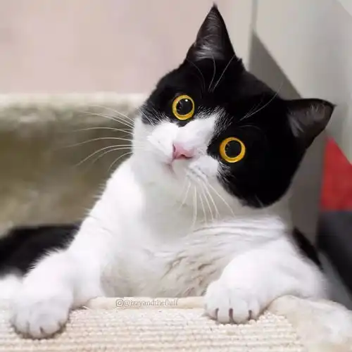 距离2018年还剩18天,你还没找到一个好看的猫头像
