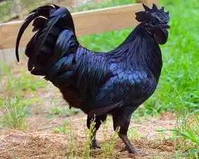 八月初十白露到,哪些属相要调整了
