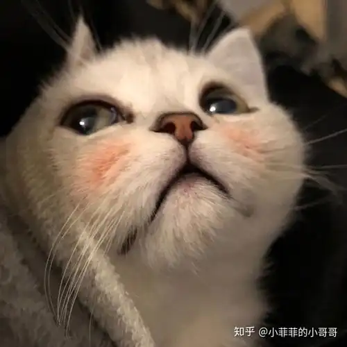猫在什么温度下会感冒
