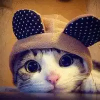 萌猫微信头像黑白猫微信头像图片大全
