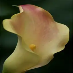 白羊座男人变女人后会做什么
