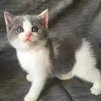 英短头像蓝白英短猫咪头像
