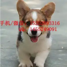 成都哪里有柯基犬卖成都的柯基好多钱一只