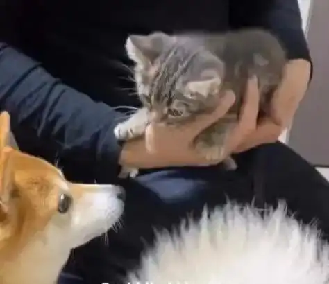 猫狗大作战,猫咪和狗狗神奇的化学反应

