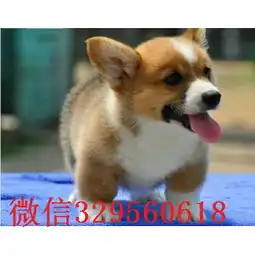 情侣头像柯基柯基
