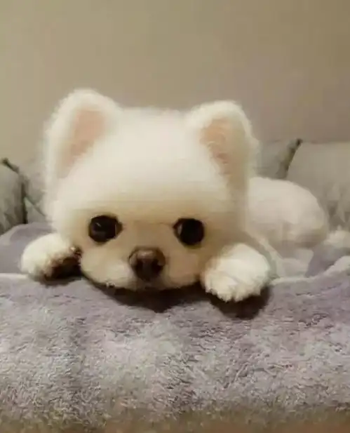 精选壁纸丨送你们一波小可爱头像哦
