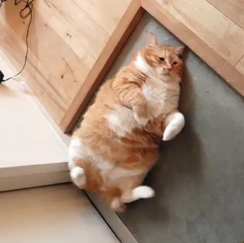 这只丧着脸的胖橘猫网红,凭借着丧丧的胖脸吸引着一大波粉丝,现在还出书了...
