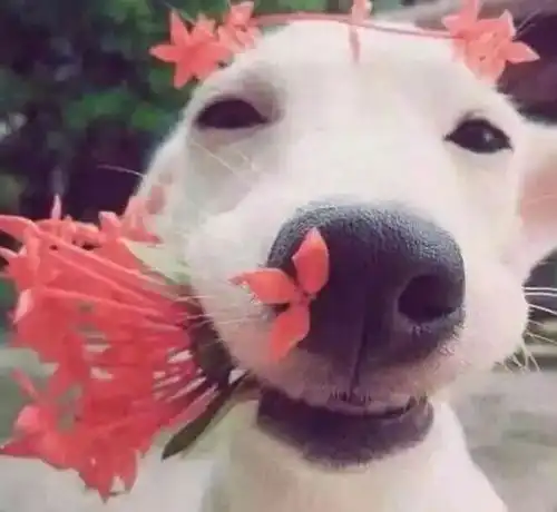 狗狗情侣头像一左一右