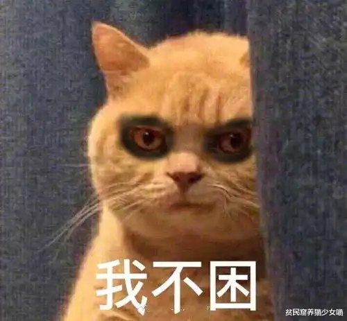 躲得过渣男,却没能躲过渣猫,猫咪别问了,爱过
