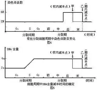 有丝分裂过程中染色体,dna,染色单体的数量变化规律并画出坐标图像
