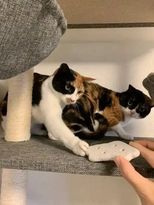 听说用胶带在地上圈个圈,猫就会被封印,可我试了下怎么结果完全不一样
