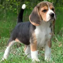 国外十种顶级猎犬,杜高才排第四,第一你想不到
