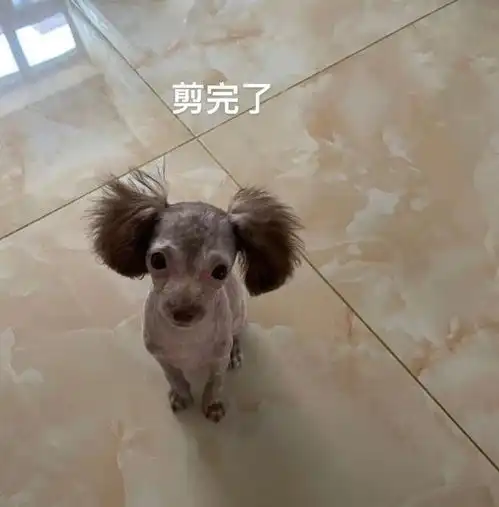 主人带家里的贵宾去剪毛,结果剪完后直接从可爱的修勾变成那狗子
