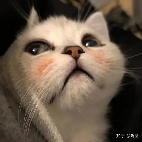 总看到猫咪吐毛正常吗猫吐毛需要怎么解决
