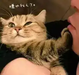 养猫,就像和渣男谈恋爱