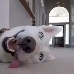 猫猫狗狗什么的,就很可爱呀
