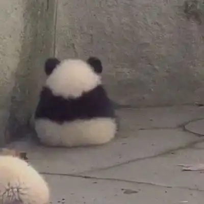 小熊猫可爱又调皮的头像沙雕头男生头像我要个性网
