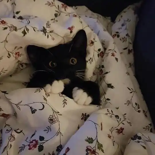 罐罐相护的相册怪可爱的猫猫狗狗
