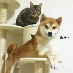 佟大为和猫猫狗狗都在秀恩爱,单身狗怎么活
