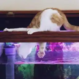 晚餐就要有着落了
