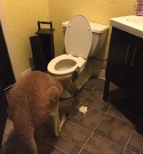 你在男生家的卫生间里发现过什么奇怪的东西第一个我就惊了
