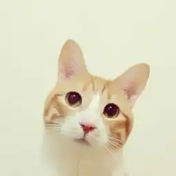 日本短毛小猫comugi
