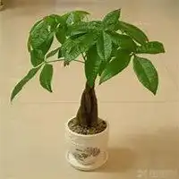 微信发财树头像高清发财树花朵图片大全
