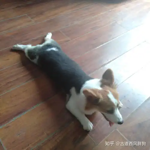 这样的柯基腿很长吗生出的小柯基以后不会腿很长吧