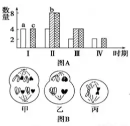 下列为某二倍体生物细胞分裂图像,请据图回答1a细胞表示分裂,图中染色体数与dna分子数之比为2b细胞中含有对同源染色体如果甲代表
