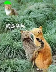 比渣男更可怕的,是渣猫搜狐宠物搜狐网
