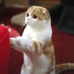 想红不难,像这些猫网红学习就行8只小猪
