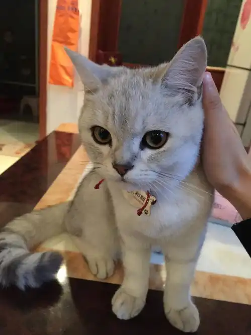 有哪些好用的养猫神器