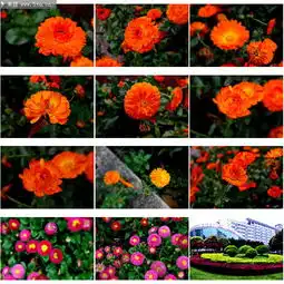 非洲菊花图片大图
