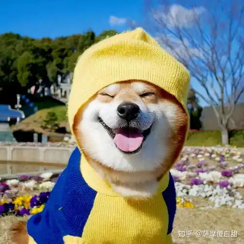 这8种各具特色的狗狗,如果送你一只,你更喜欢哪一种
