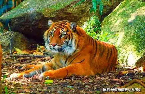 从虎年首个被捕的高龄虎想起纪晓岚笔下那只贪婪的老虎
