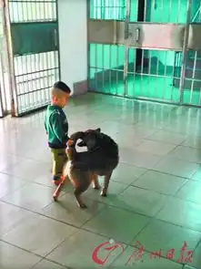 广东2岁男童2次走失均被忠犬寻回
