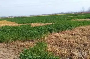南京村支书回应龙袍麦田并非故意毒死小麦造出景观
