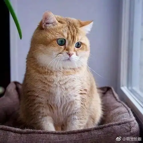 每日吸丨圆脸的橘猫才是最可爱超萌萌哒
