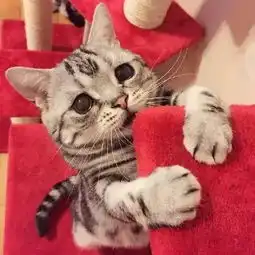 最近爆红的一只楚楚可怜猫,可能是林黛玉变的