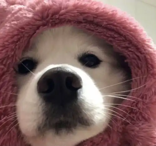 搞笑头像你真可以吖搞笑
