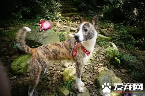 小狗无人养要送收养所阿嬷就霸气说要认养
