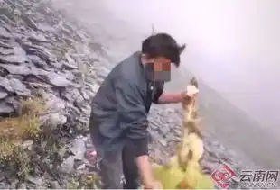 惊呆男子摘了珍稀植物,只为发抖音炫耀专家一生只开一次花
