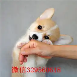 平顶山纯种柯基小短腿多少钱出售纯种威尔士短腿小柯基三色柯基犬本地犬舍柯基犬