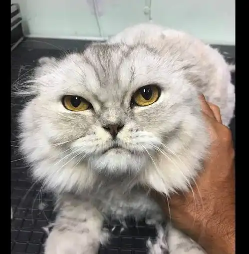 主人把猫咪给剪成了,它对着镜子看好丑
