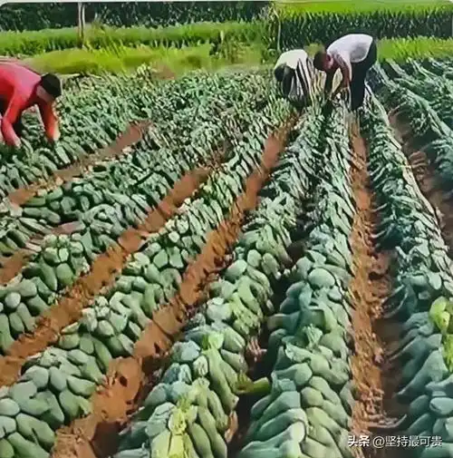 湖南邵阳一男子外地出差,车窗外的风景忽然慢了下来他抬眼望去,一片绿油油的植物铺展在田地里,叶片上还沾着清晨的露珠,在阳光下闪着细碎的光田埂边有几位农民伯伯在干农活
