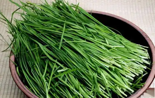 三农科普微动画韭菜虽好,可不要贪多哦
